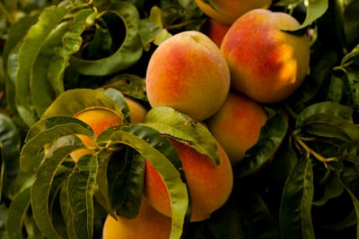 Ripe peaches heavy on the branch