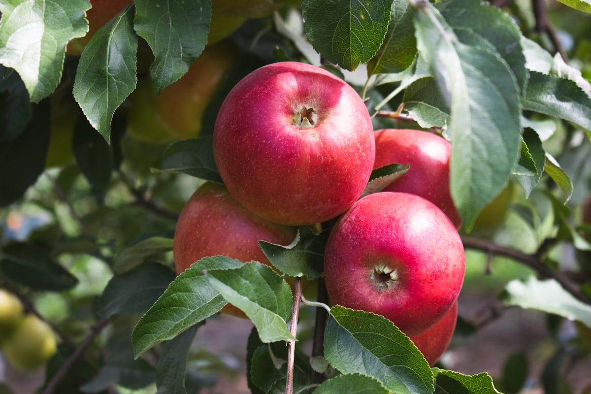 An orchard branch heavy with ripe red apples